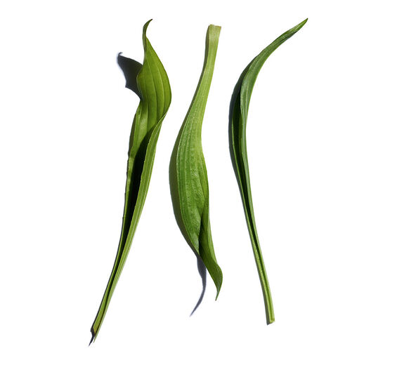 Narrow-leaf plantain-Narrow-leaf plantain extract-Plantago lanceolata