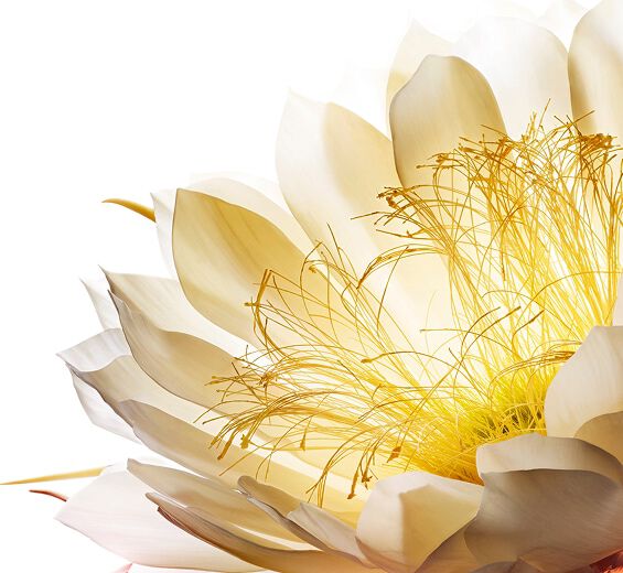 Reine de la nuit-Croyextrait de la reine de la nuit-Cereus grandiflorus