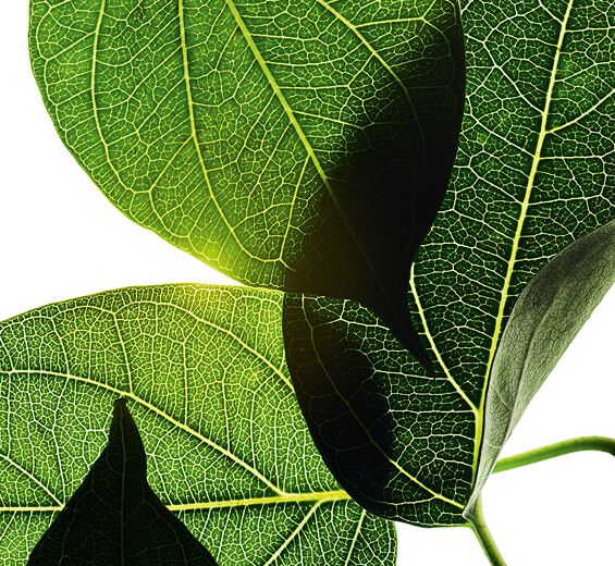 Gymnéma-Extrait de gymnéma-Gymnema sylvestre