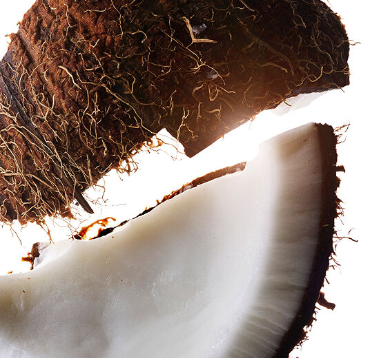 Coconut tree-Coconut oil-Cocos nucifera