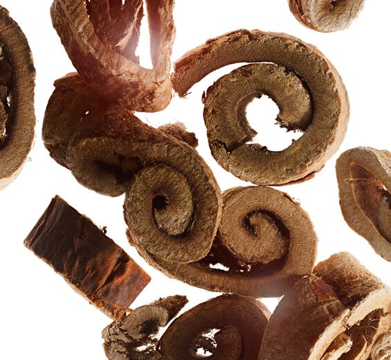 White mulberry-Organic white mulberry extract-Morus alba