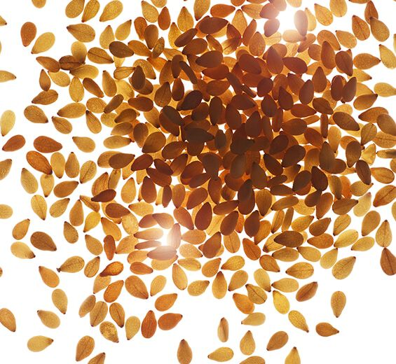 Sesame-Organic sesame oil-Sesamum indicum