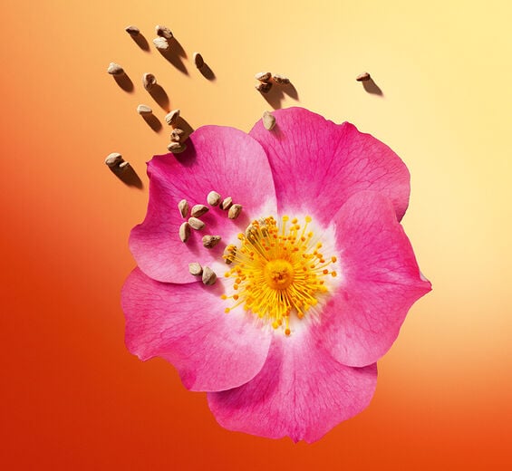 Rosier musqué-Huile de rose musquée bio-Rosa rubiginosa