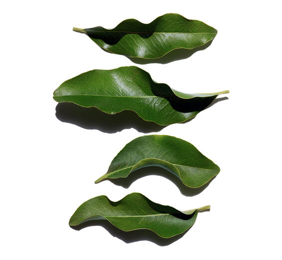 Ebénier d’Afrique-Extrait d'ébénier d'afrique bio-Diospyros mespiliformis leaf extract
