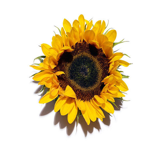 Sunflower-Sunflower oil-Helianthus annuus