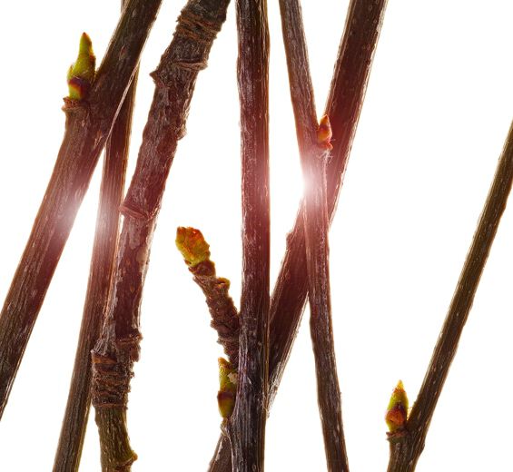 Sorbier-Extrait de bourgeon de sorbier bio-Pyrus sorbus