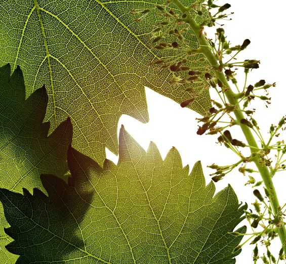 Vine-Vine flowers cell extract-Vitis vinifera