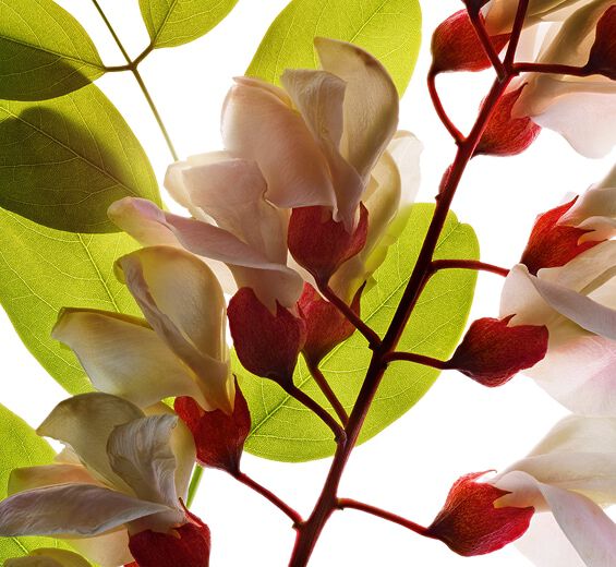 Robinia-Robinia flower water-Robinia pseudoacacia