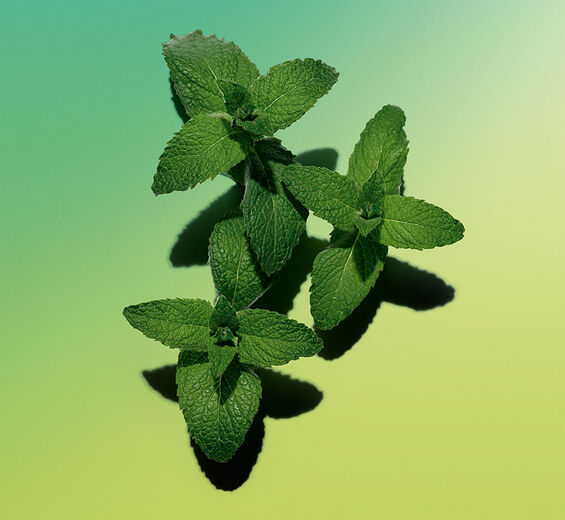 Menthe des champs-Huile essentielle de menthe des champs-Mentha arvensis leaf oil