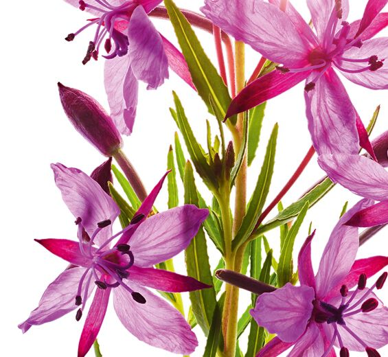 Alpine willowherb-Organic alpine willowherb extract-Epilobium fleischeri