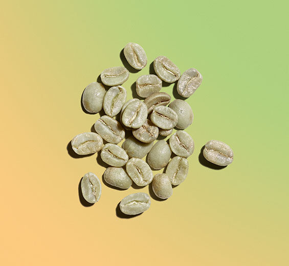 Robusta coffee shrub-Green coffee extract-Coffea robusta