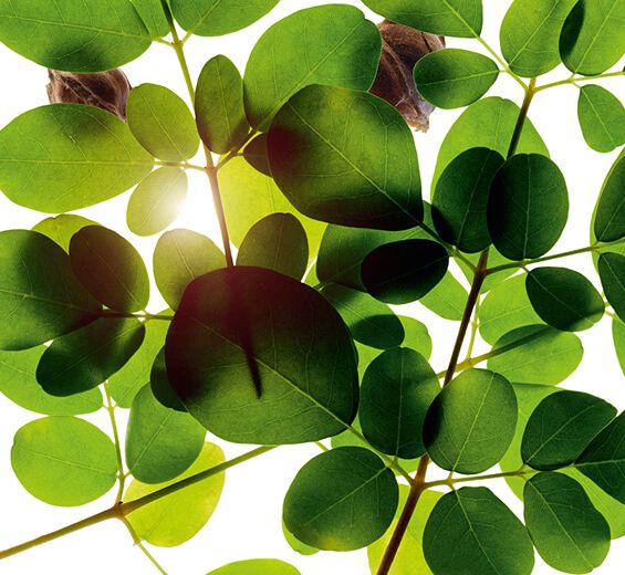 Moringa-Extrait de moringa-Moringa oleifera