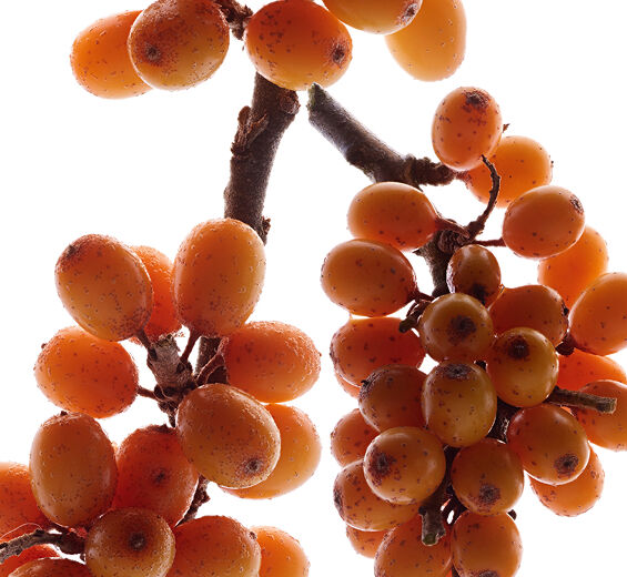 Seabuckthorn-Seabuckthorn extract (organic plant)-Hippophae Rhamnoides Kernel