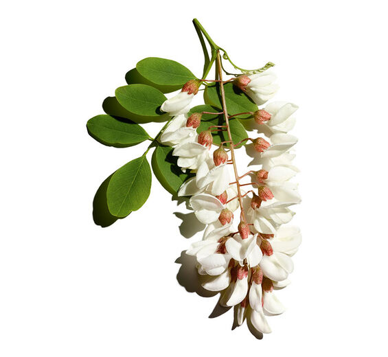 Robinier-Eau de fleur de robinier-Robinia pseudoacacia