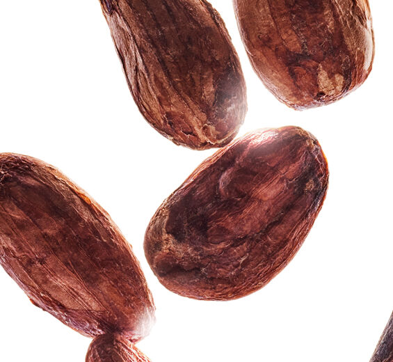 Cocoa tree-Organic cocoa extract-undefined