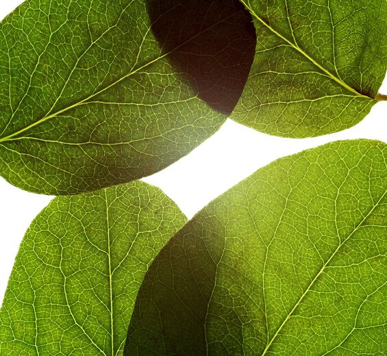 Cognassier-Extrait de feuille de cognassier-Pyrus cydonia