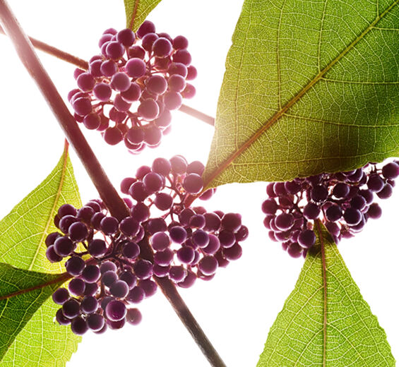 Beautyberry-Beautyberry extract-Callicarpa japonica