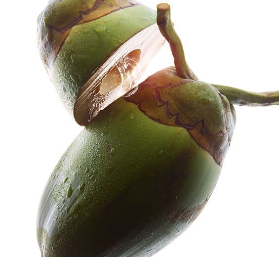 Coconut tree-Organic coconut water-Cocos nucifera