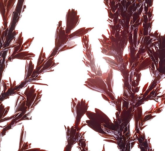 Myrothamnus-Myrothamnus extract-Myrothamnus flabellifolia