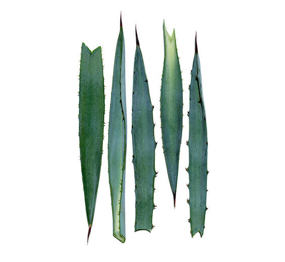 Agave bleue-Extrait d’agave bleue-Agave tequilana