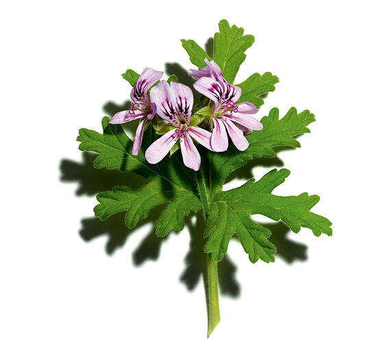 Sweet scented geranium-Sweet scented geranium essential oil-Pelargonium graveolens