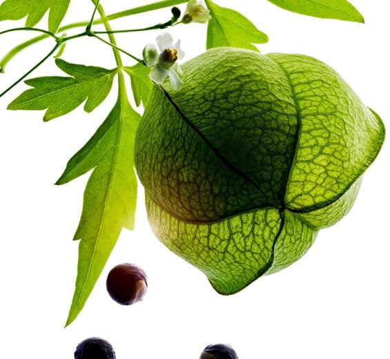 Heart seed-Organic heart seed extract-undefined