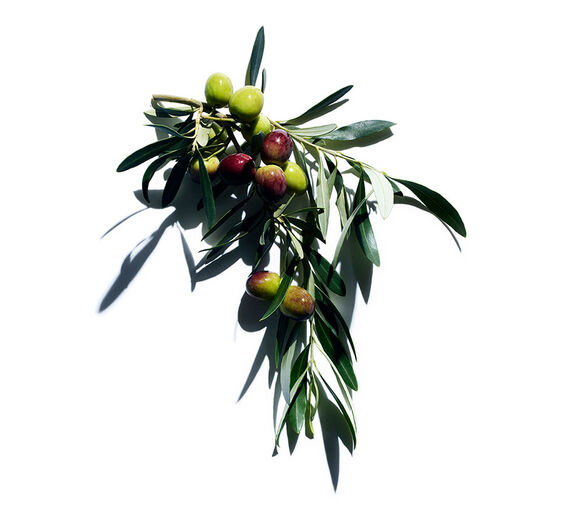 Olive tree-Olive extract-Olea europaea