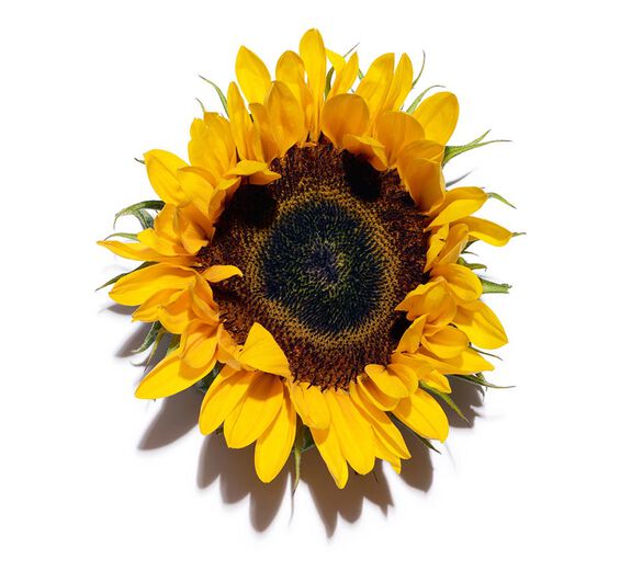 Sunflower-Sunflower extract-Helianthus annuus