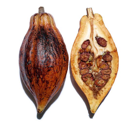 Cocoa tree-Organic cocoa butter-Theobroma cacao