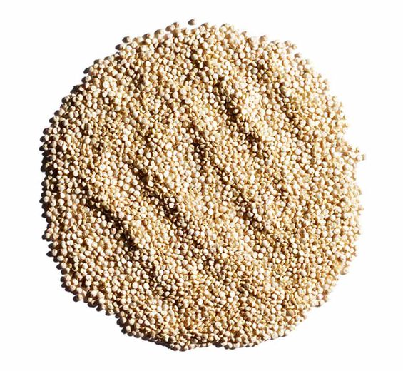 Quinoa-Extrait de quinoa-Chenopodium quinoa