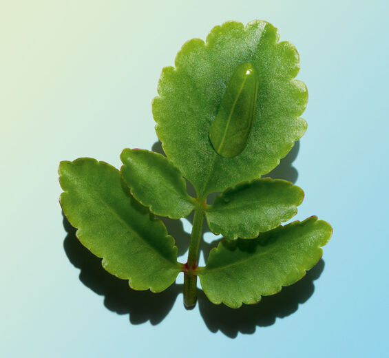 Leaf of life-Organic leaf of life extract-Kalanchoe pinnata