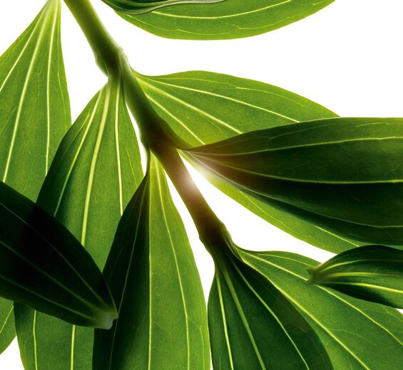 Soapwort-Organic soapwort extract-Saponaria officinalis