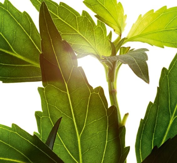 Thé de Java-Extrait de thé de Java (plante bio)-Orthosiphon stamineus