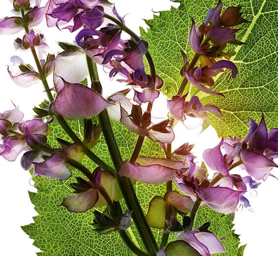 Sauge sclar&eacute;e-Huile essentielle de sauge sclar&eacute;e-Salvia sclarea