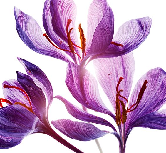 Crocus-Saffron flower polyphenols (from an organic plant)-Crocus sativus