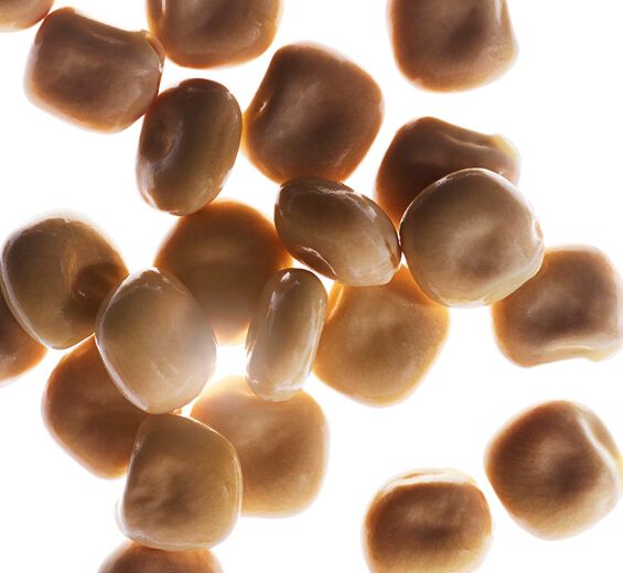 White lupine-Organic white lupine extract-Lupinus albus