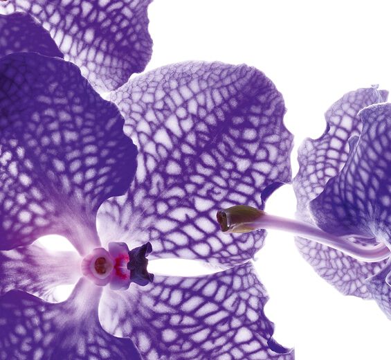 Blue orchid-Blue orchid extract-Vanda coerulea