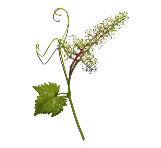 Vigne-Extrait de cellules de fleur de vigne-Vitis vinifera