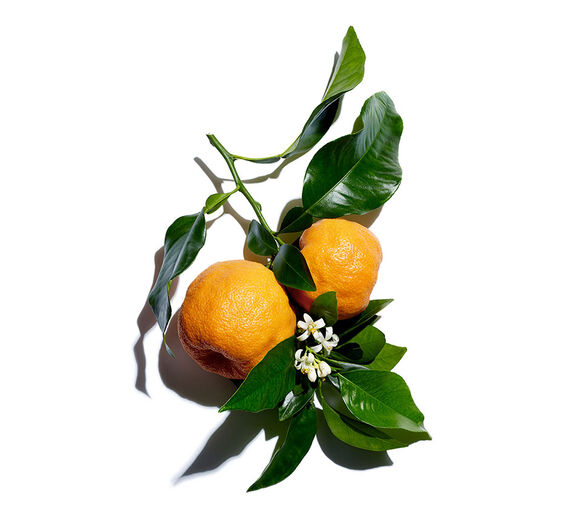Bitter orange tree-Organic bitter orange flower water-Citrus aurantium amara