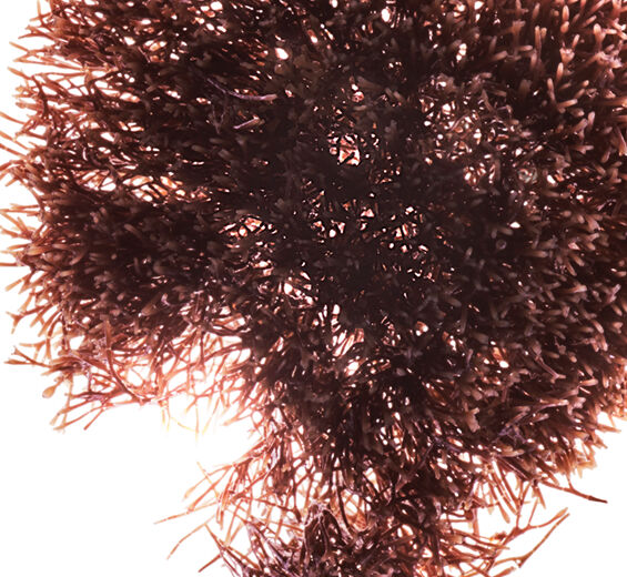 Janie rouge-Extrait de janie rouge-Jania rubens