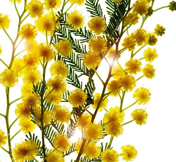 Acacia senegal tree-Acacia micropearls-Acacia Sénégal