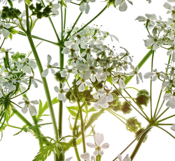 Cerfeuil des bois -Extrait de cerfeuil des bois bio-Anthriscus sylvestris