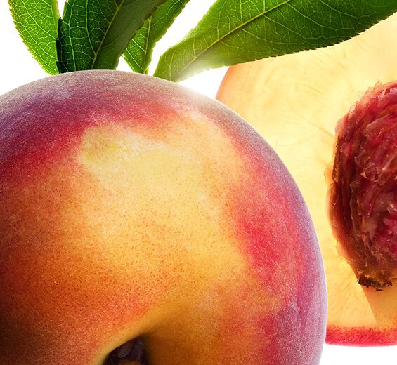 Peach tree-Peach tree milk-Prunus persica