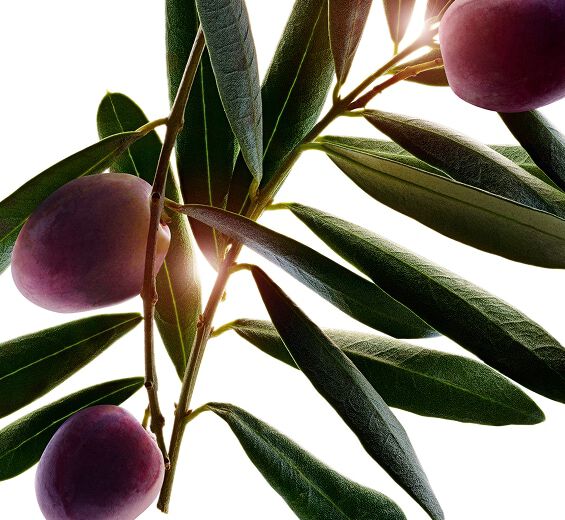 Olivier-Extrait d’olive-Olea europaea