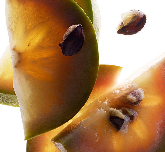 Vu sua-Vu sua extract-Chrysophyllum cainito