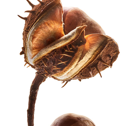 Marronnier-Escine de marron d’inde-Aesculus hippocastanum