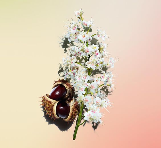 Marronnier-Extrait de fleurs de marronnier d'inde bio-Aesculus hippocastanum