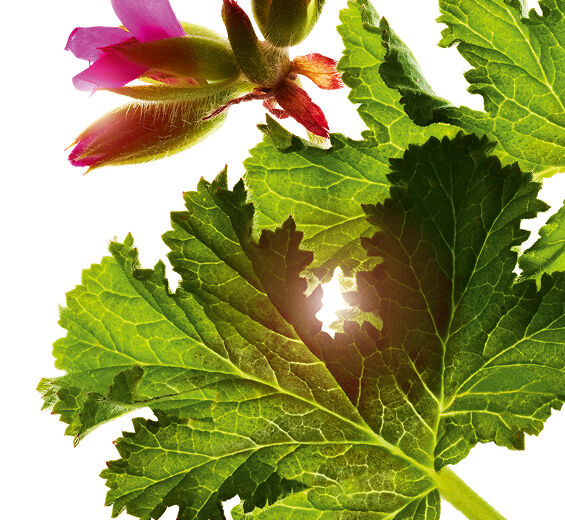 Sweet scented geranium-Sweet scented geranium essential oil-Pelargonium graveolens