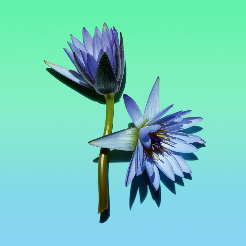 Lotus bleu | CLARINS®