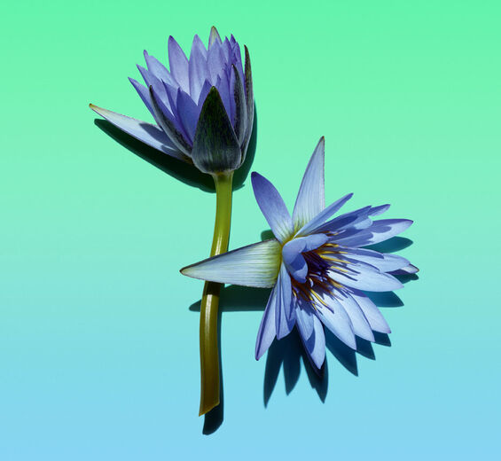 Lotus bleu-Cire de lotus bleu-Nymphaea caerulea